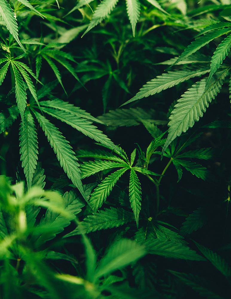 Medford Marijuana criminal defense attorney